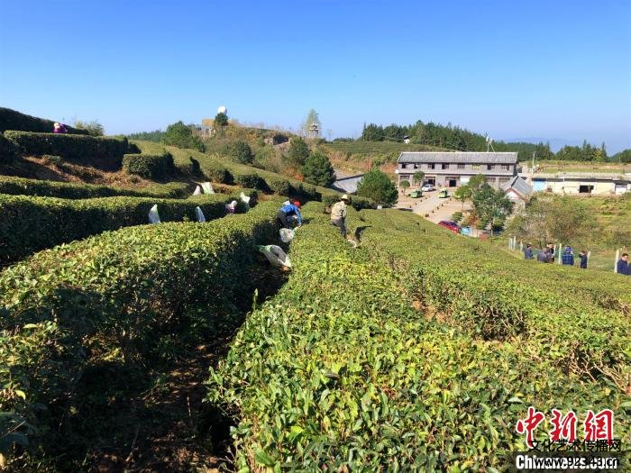 重庆万州茶香漫山 演绎乡村振兴新“丰”景