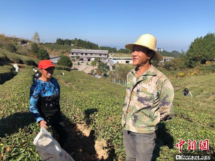 重庆万州茶香漫山 演绎乡村振兴新“丰”景